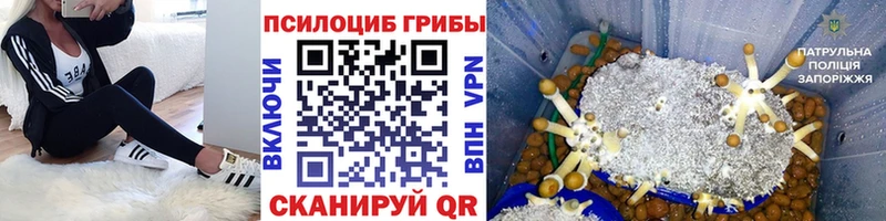 даркнет сайт  Пучеж  Галлюциногенные грибы Magic Shrooms 